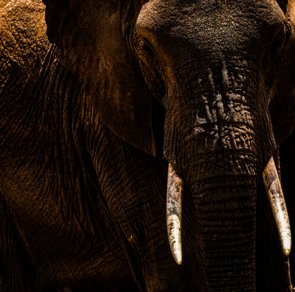 Elephant Mellow Male