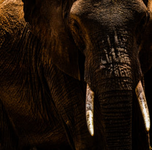 Elephant Mellow Male