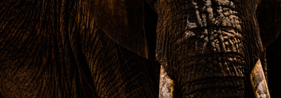Elephant Mellow Male