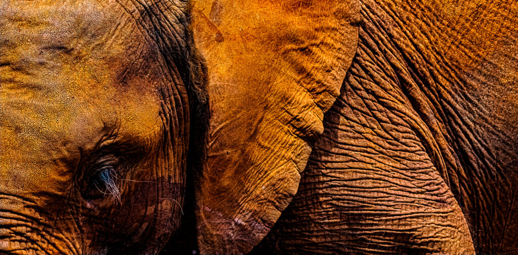 African Baby Elephant