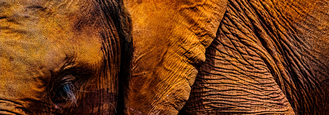 African Baby Elephant