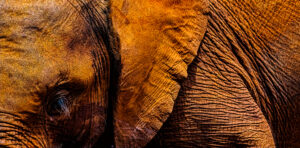 African Baby Elephant