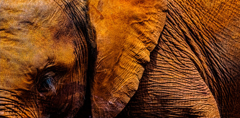 African Baby Elephant