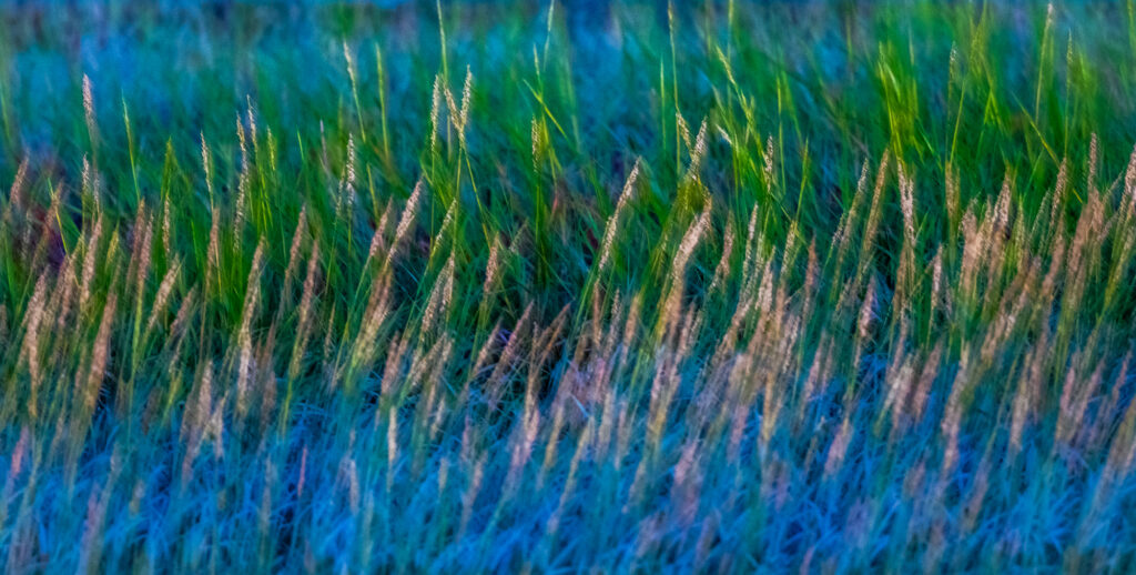 Marsh Grass