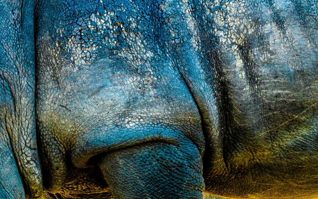 Rhino Wrinkles