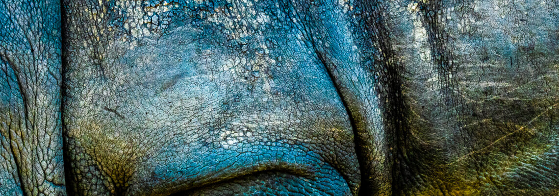 Rhino Wrinkles