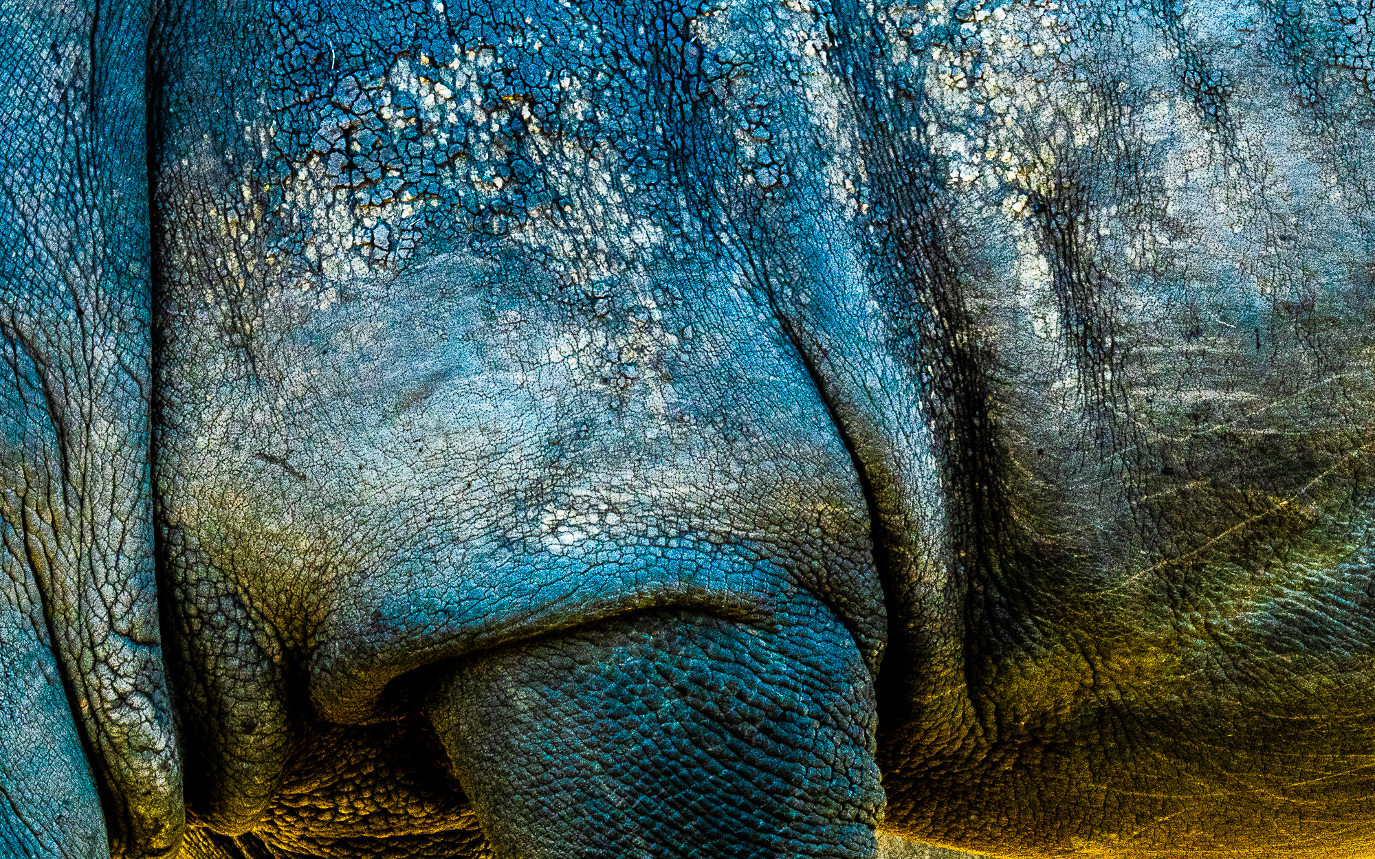 Rhino Wrinkles
