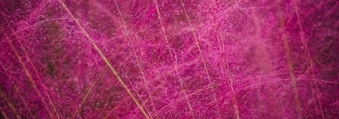 Ornamental Grass in Fall Colors
