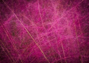 Ornamental Grass in Fall Colors