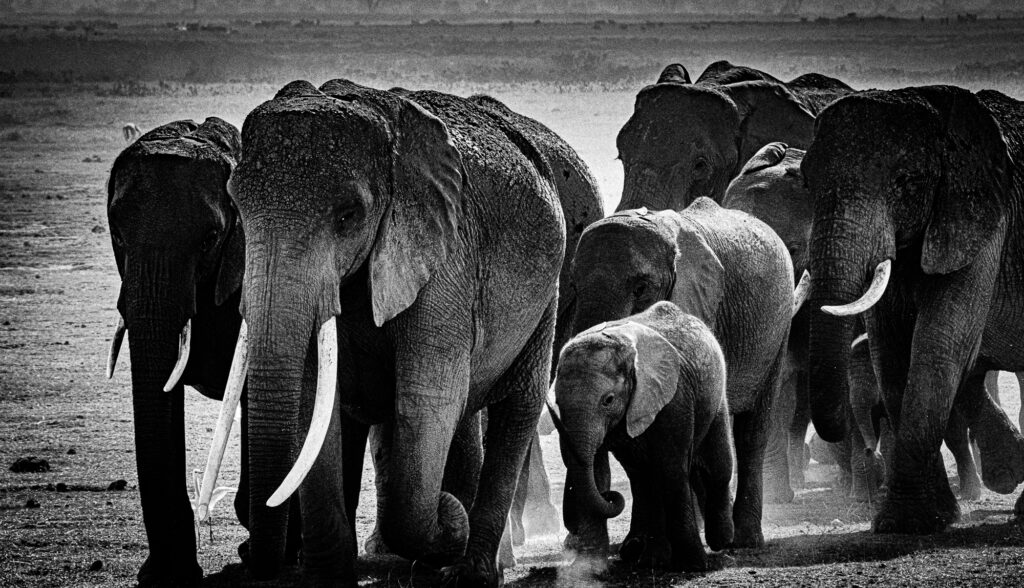 Elephant Rush Hour