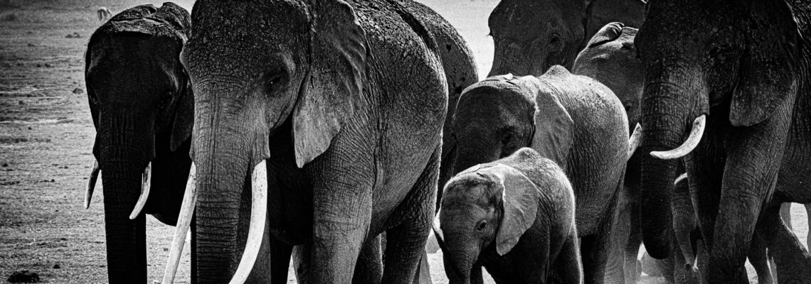 Elephant Rush Hour