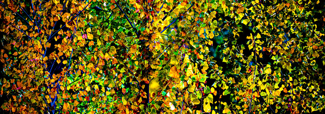 Butterfly Poplars