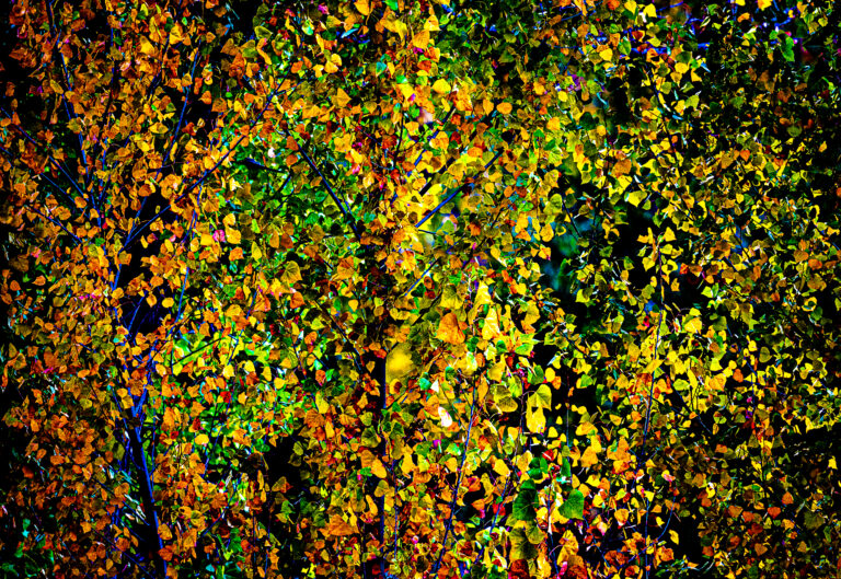 Butterfly Poplars