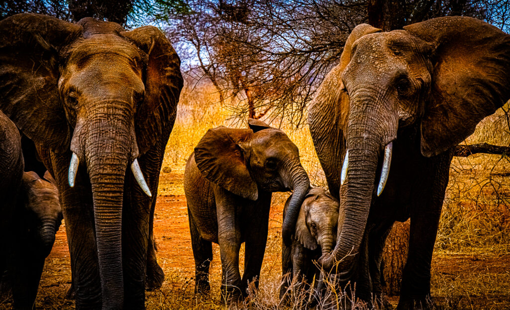 Elephant Baby Cousins