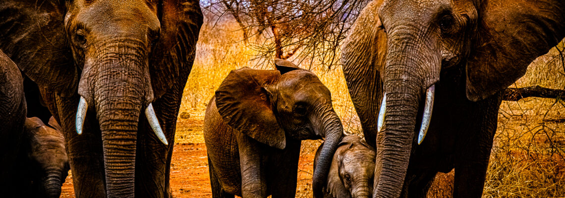 Elephant Baby Cousins