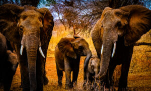 Elephant Baby Cousins