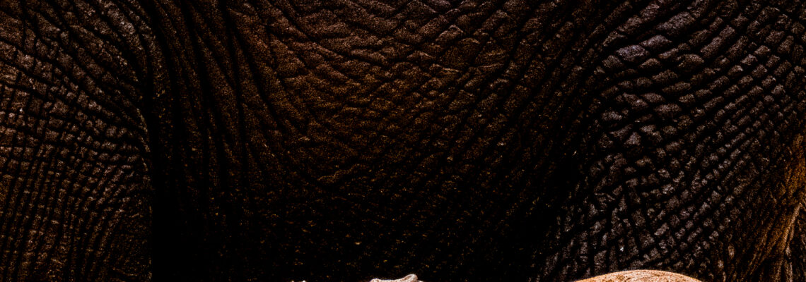 Elephant Newborn with Mom