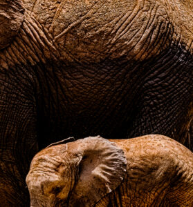 Elephant Newborn with Mom