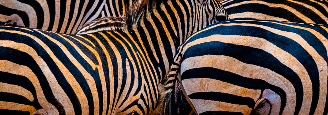 Zebra's Head