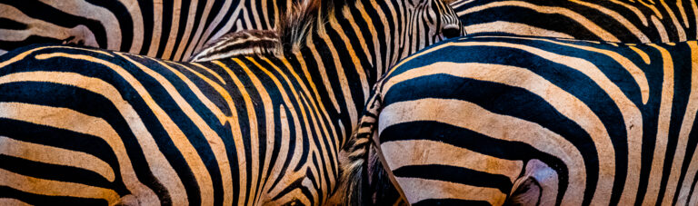 Zebra's Head