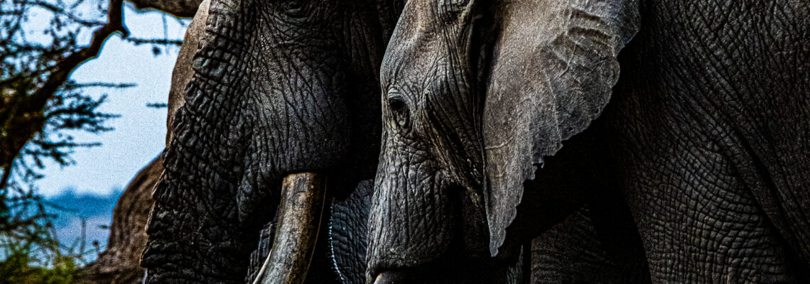 Elephant Mom and Daughter
