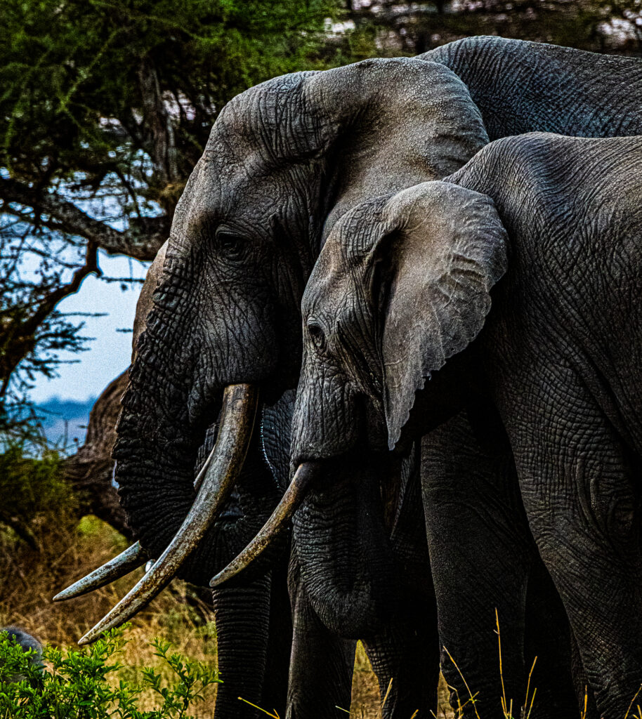 Elephant Mom and Daughter