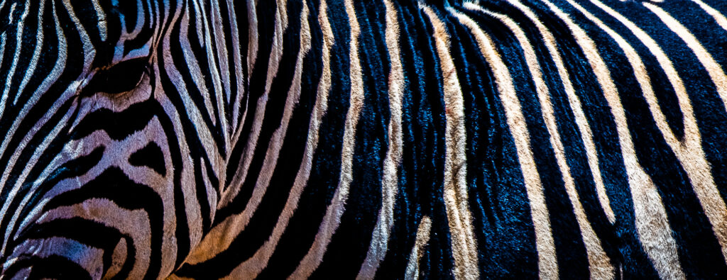 Zebra Lines and Eye