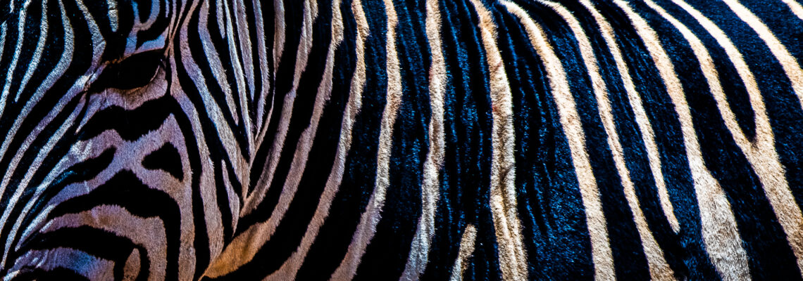 Zebra Lines and Eye