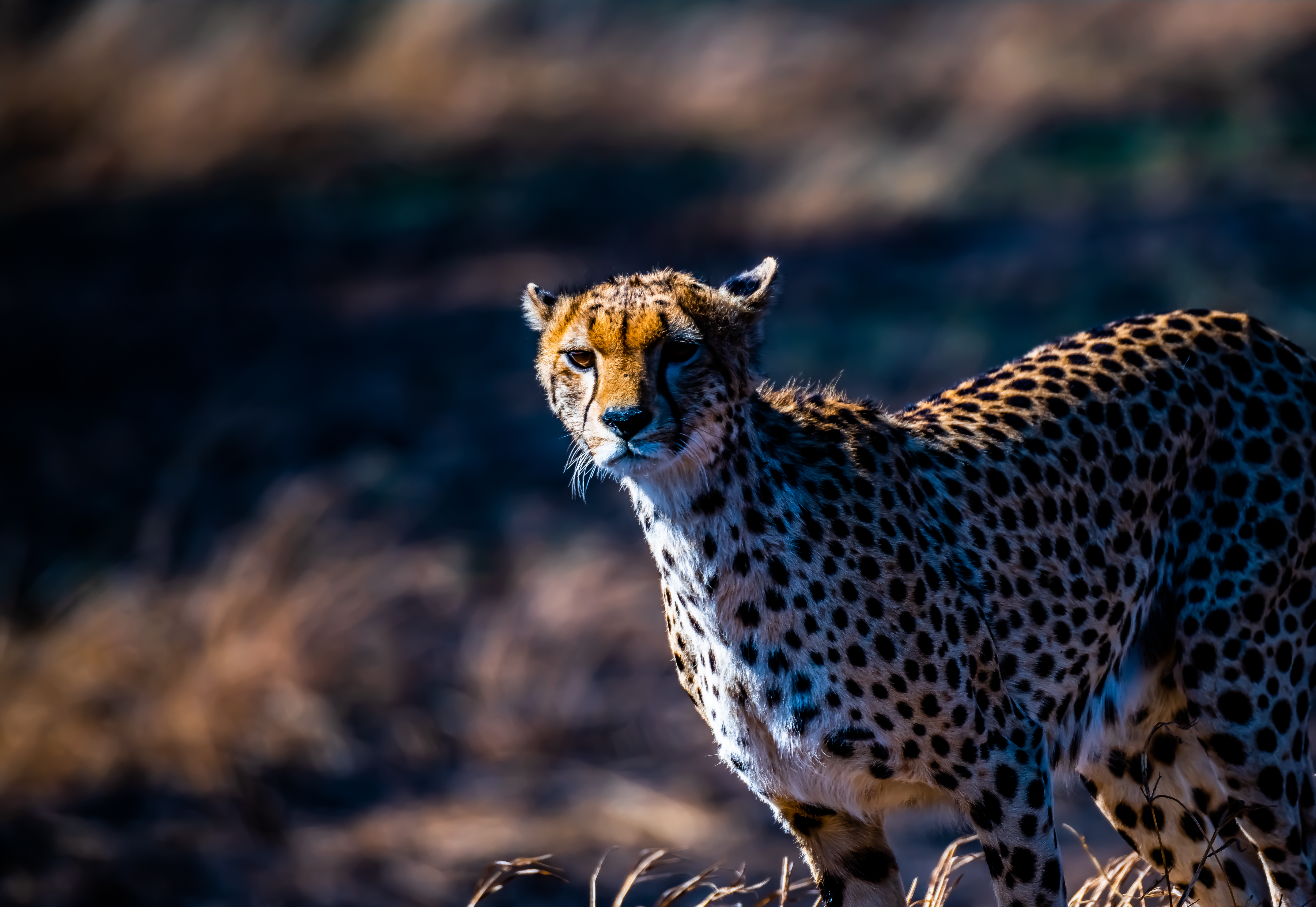 Serengeti cheetah lookout