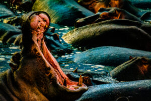 Serengeti Hippo Harem Master