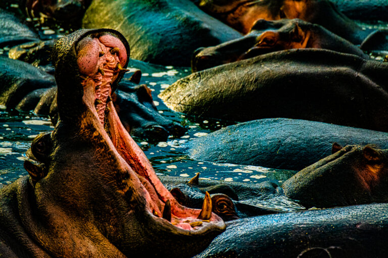 Serengeti Hippo Harem Master