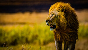 SERENGETI_LION_KING
