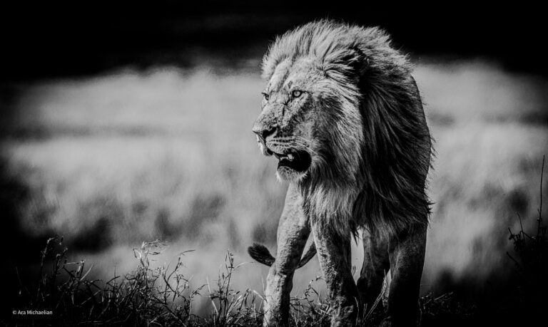 Serengeti Lion King