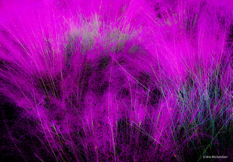 Purple Haze