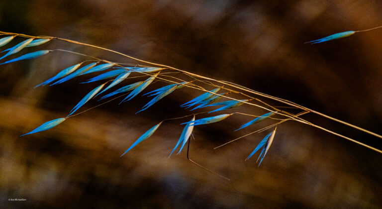Rice Grass